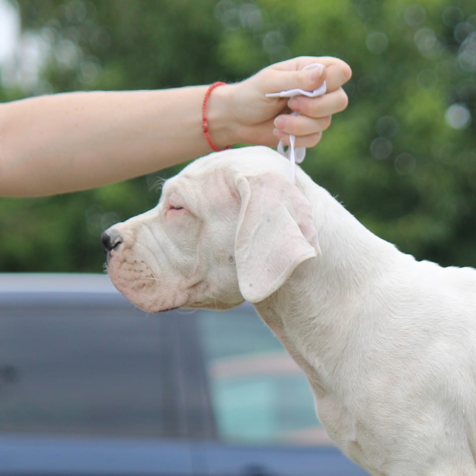 Leglo dogo argentino štenaca