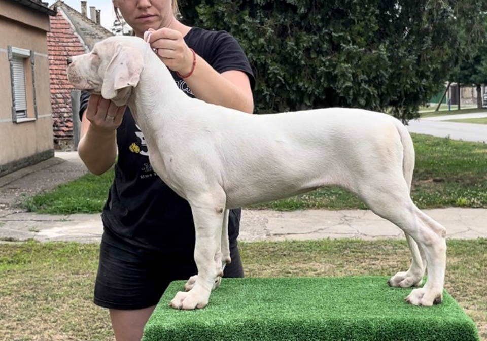 Leglo dogo argentino štenaca