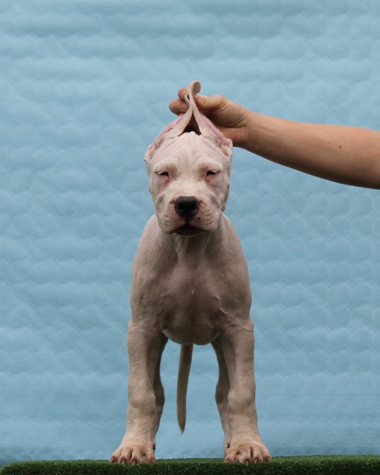 Leglo dogo argentino štenaca