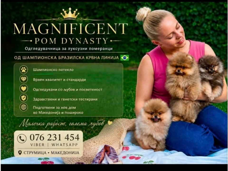 Ekskluzivni pomeranci iz vrhunske brazilske krvne linije