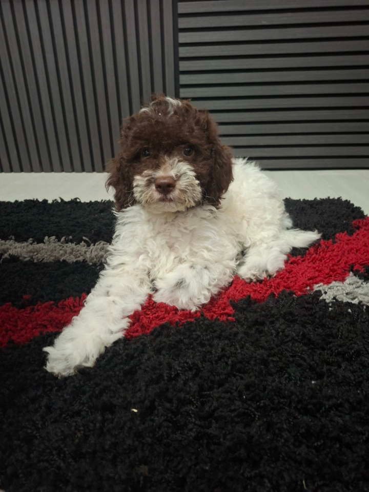 Lagotto Romagnolo – rezervacija stenaca