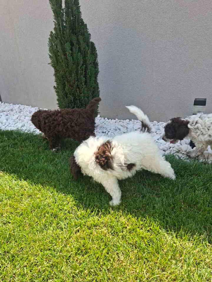 Lagotto Romagnolo – rezervacija stenaca