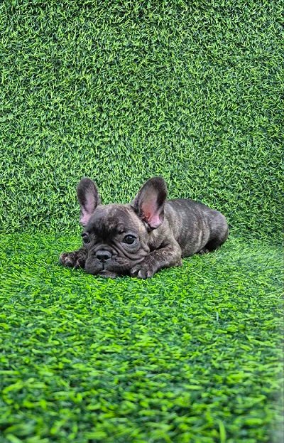 Francuski buldog