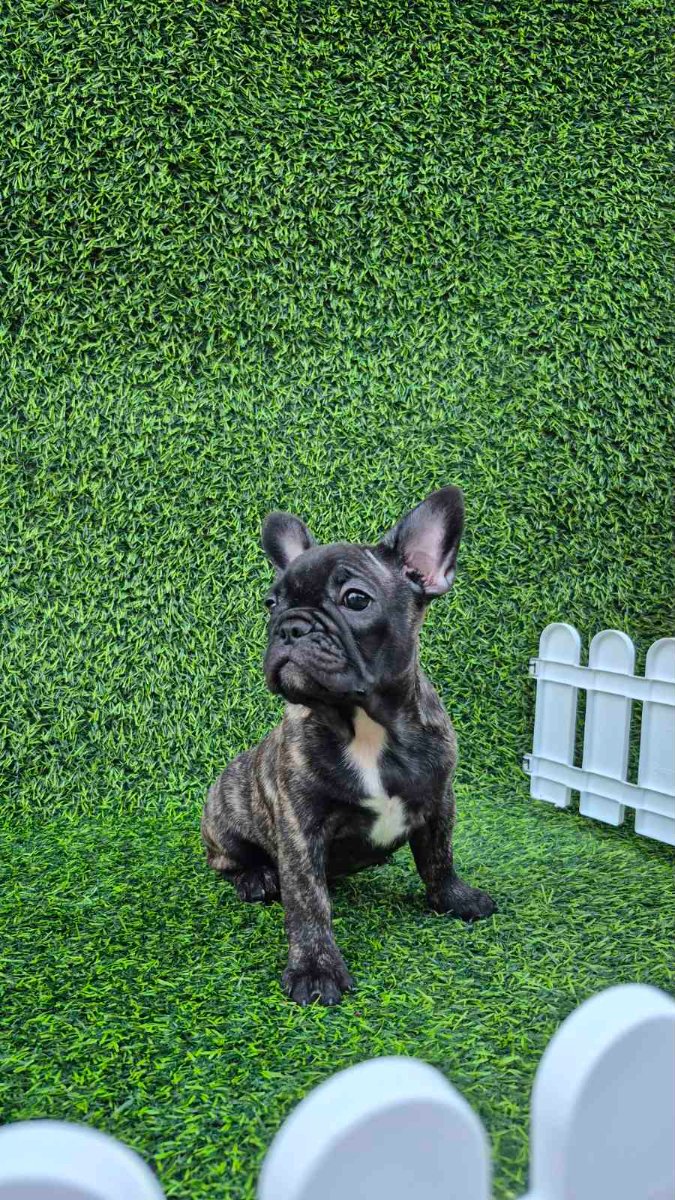 Francuski buldog