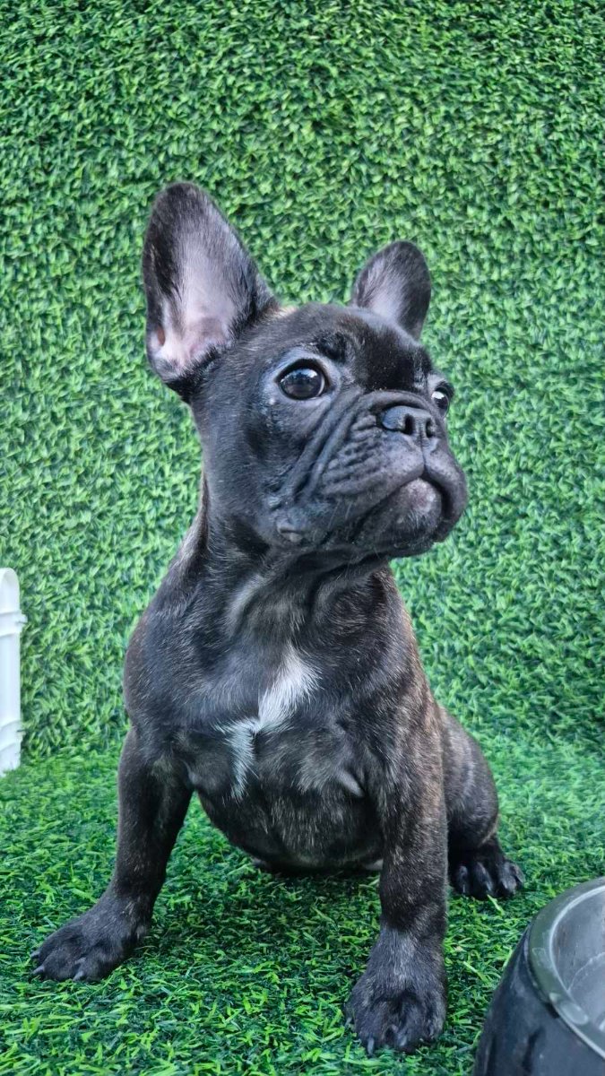 Francuski buldog