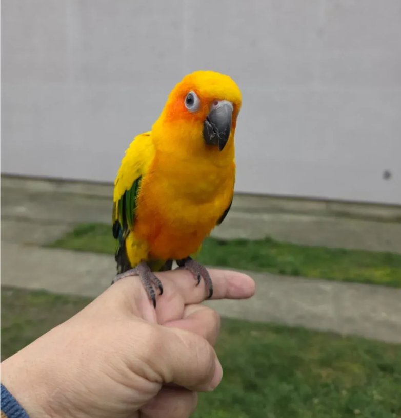 Suncana aratinga