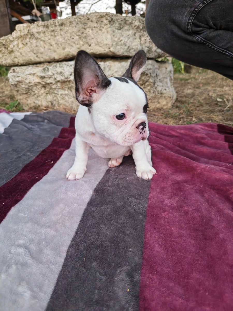 Merle francuski buldog štenci