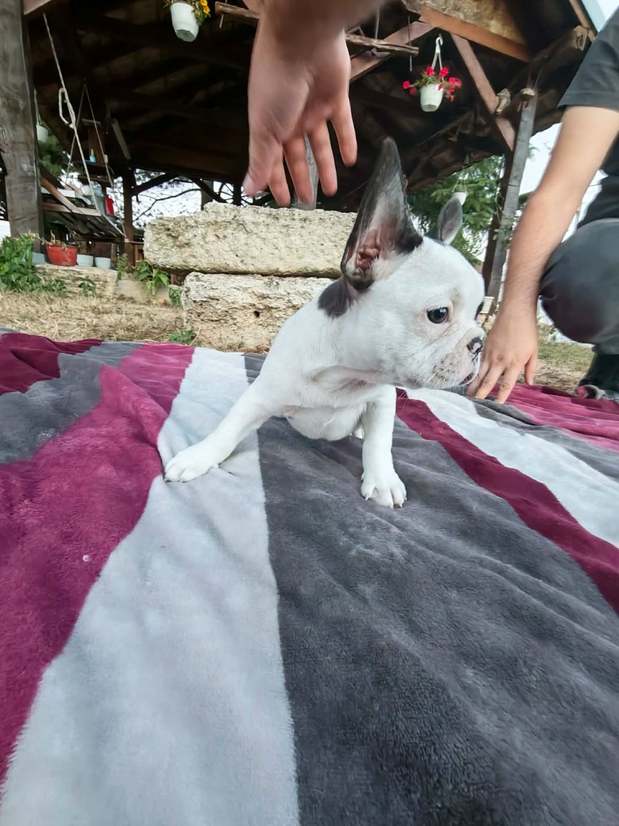 Merle francuski buldog štenci