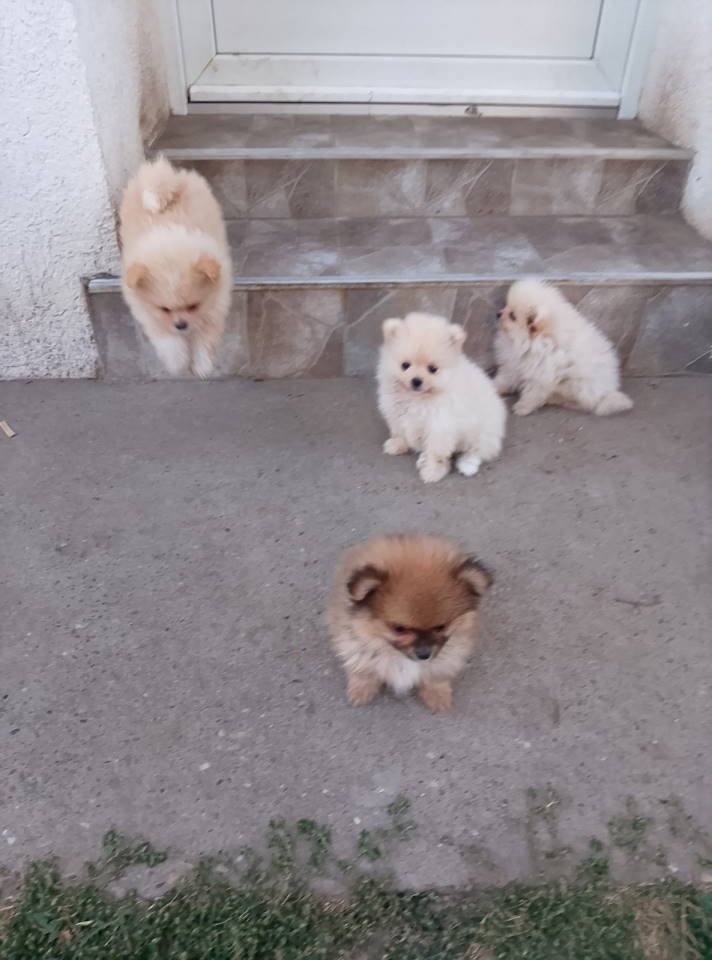 Na prodaju pomeraci