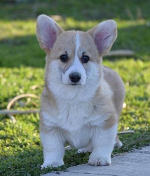 Velški Welski Korgi Corgi Pembrok