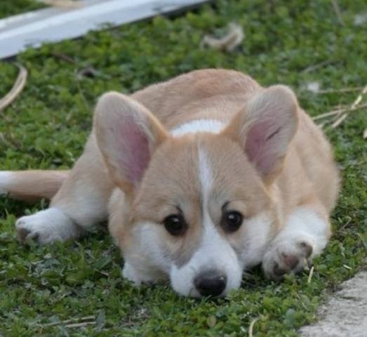 Velški Welski Korgi Corgi Pembrok