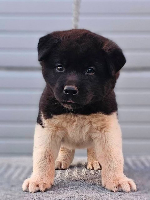 Američka Akita, štenci