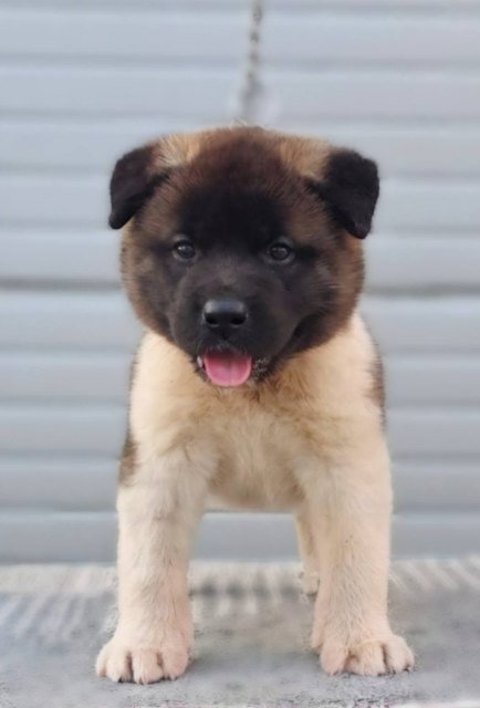 Američka Akita, štenci