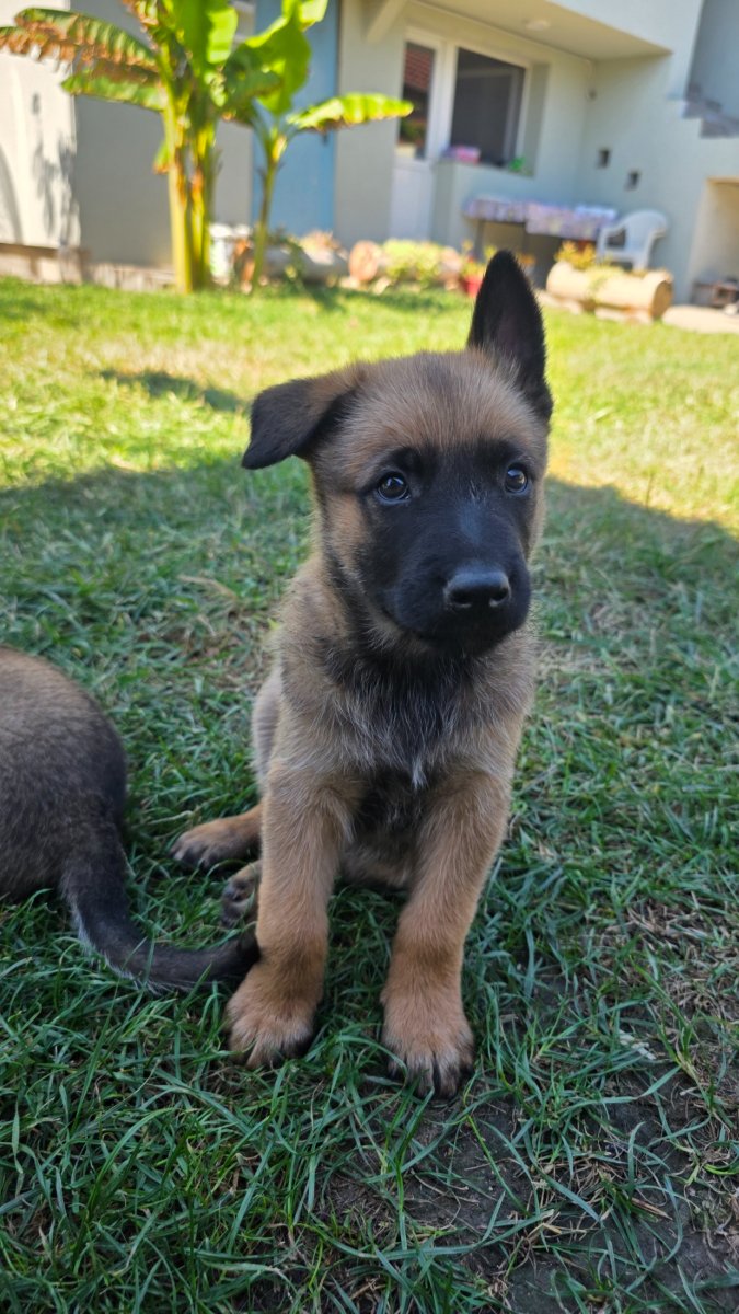 Malinoa štenci