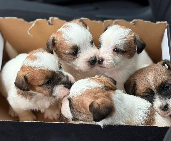 Oštrodlaki Džek Rasel terijer (Jack Russell Terrier) štenci