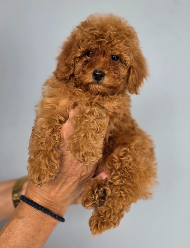 Nove bebice toy I mini pudle