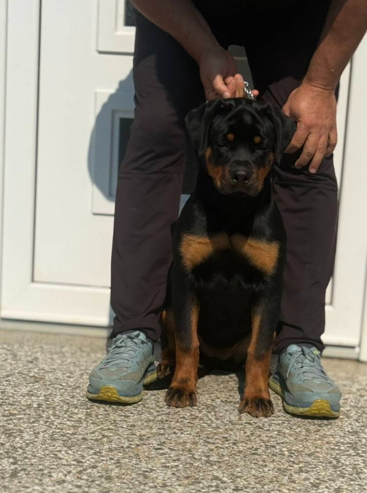 Dve vrhunske ženke R O T V A J L E R A