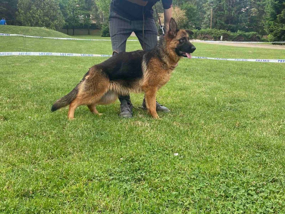Poklanjam dve zenke Nemackog ovcara