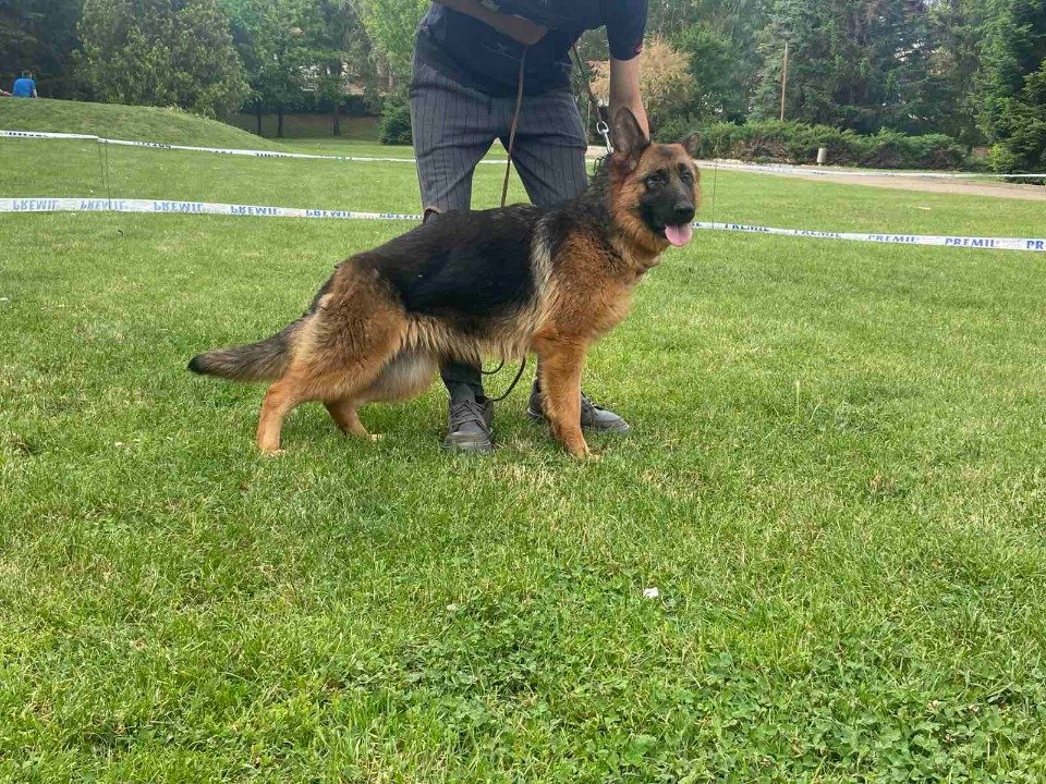 Poklanjam dve zenke Nemackog ovcara