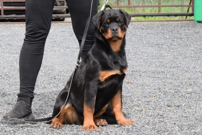 Poklanjam dve Rottweiler zenke