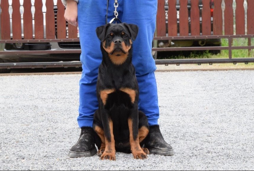 Poklanjam dve Rottweiler zenke