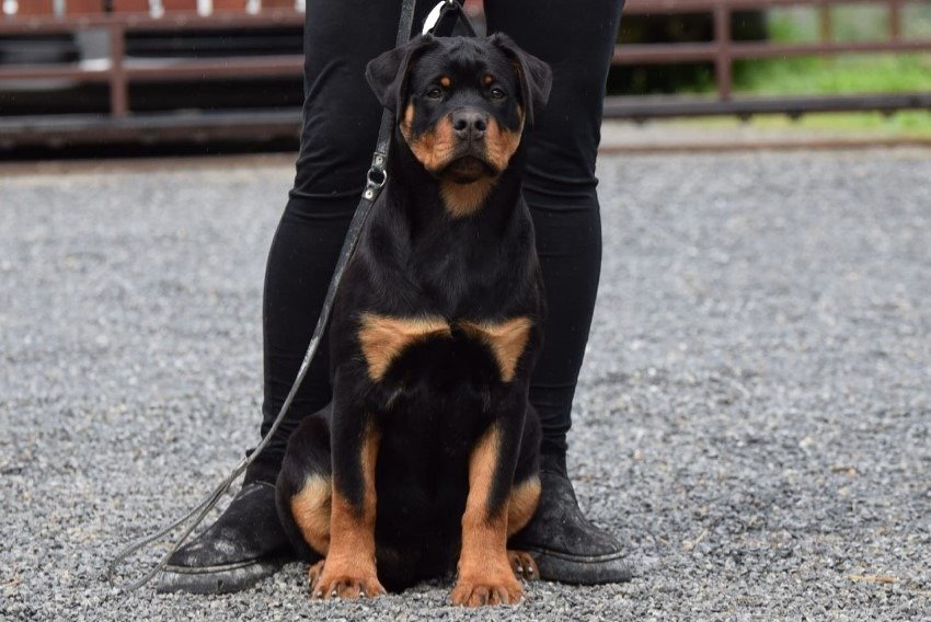 Poklanjam dve Rottweiler zenke