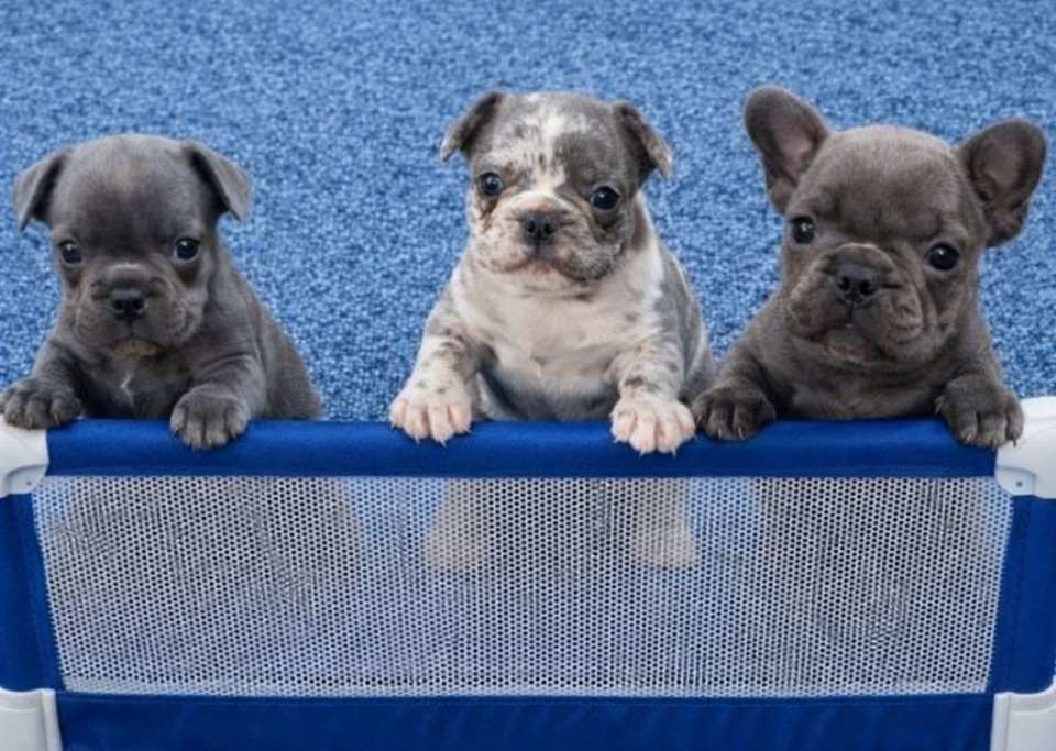 Sivi plavi francuski buldog