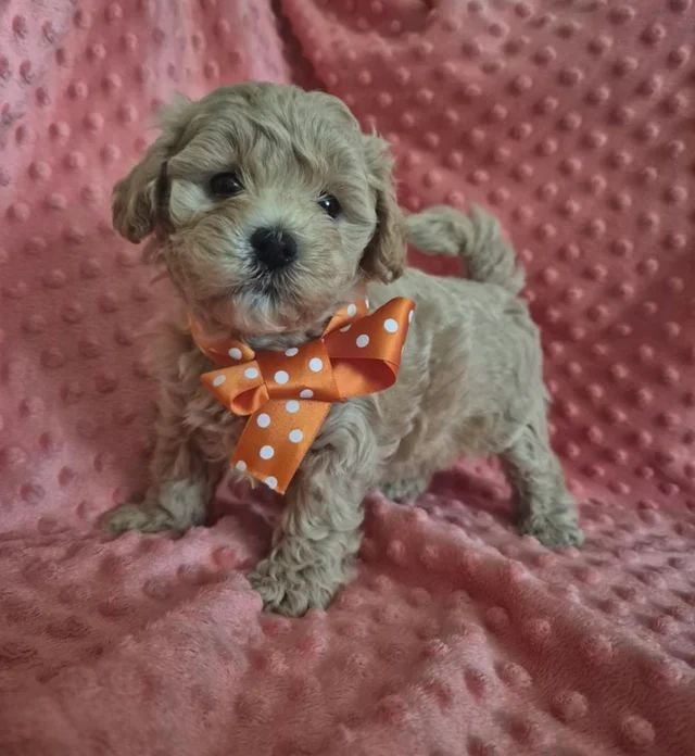 Prekrasno leglo maltipoo šteneta