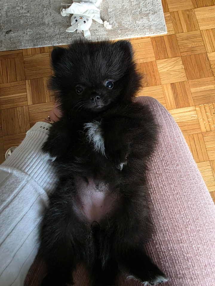 Na prodaju preslatki pomeranci