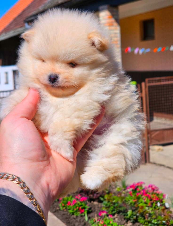Najlepsi Pomeranci Boo samo u Pom_Hash_Starsu