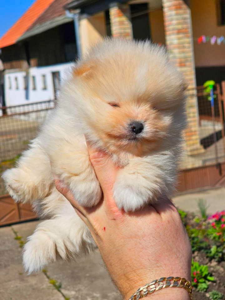 Najlepsi Pomeranci Boo samo u Pom_Hash_Starsu