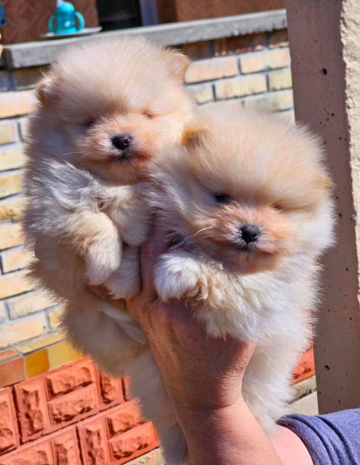 Najlepsi Pomeranci Boo samo u Pom_Hash_Starsu