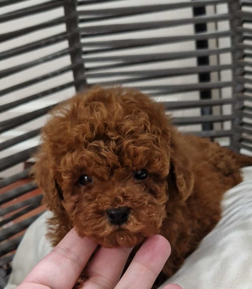 Pudle toy I teacup