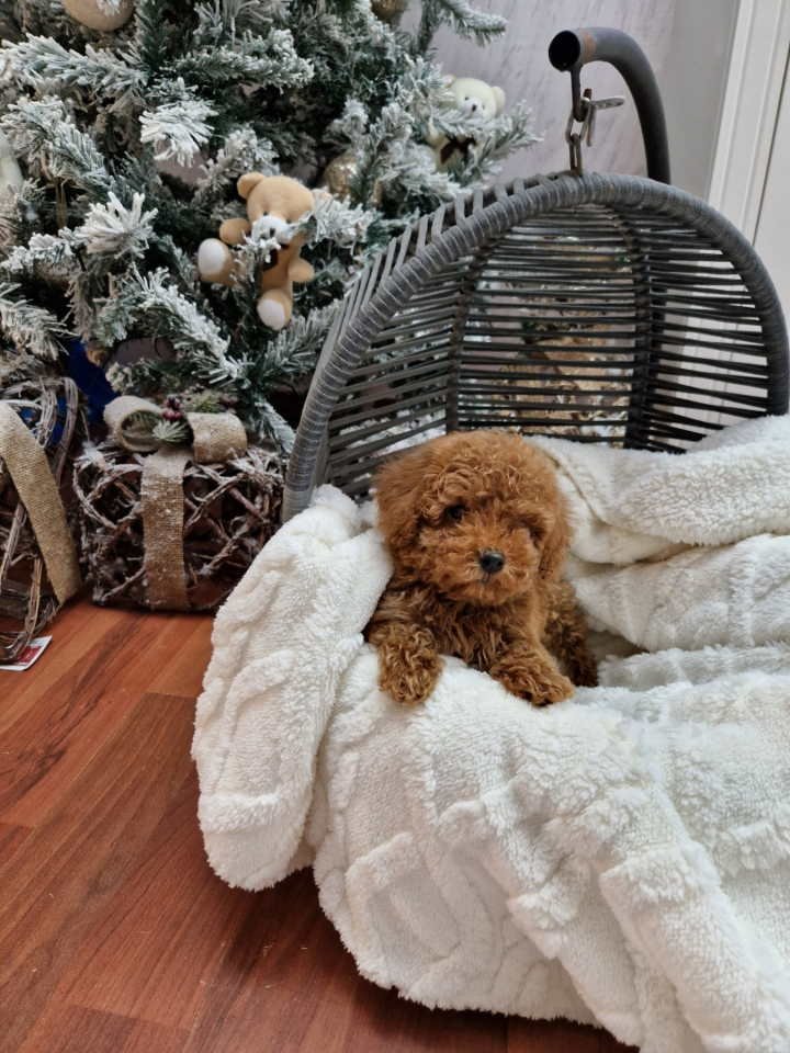 Pudle toy I teacup